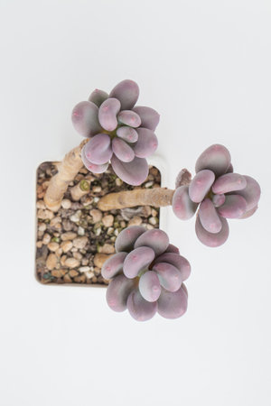 Succulent Pachyphytum Blue Haze houseplant top view. Purple color flower rosette bouquet arrangement. Blossom home decor designの写真素材