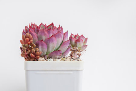 Red houseplant in white plastic pot. Succulent flower echeveria rosette echeveria and sedum on white backgroundの写真素材
