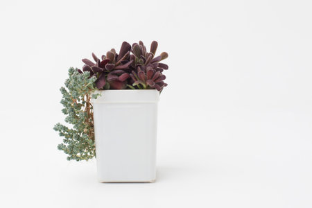Crassula pubescens houseplant in white plastic pot on white backgroundの写真素材
