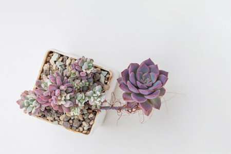 Pink graptoveria Debbie with Aerial Roots and Pachyveria Scheideckeri variegated succulent flower rosette in pot on white background, top viewの写真素材