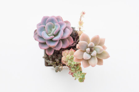 Succulent houseplant top view on white backgroundの写真素材