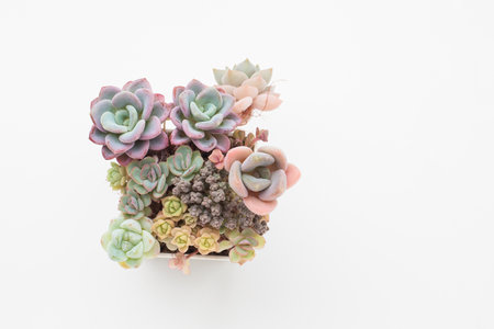Succulent garden propagation. Houseplant top view on white backgroundの写真素材