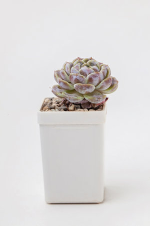 Echeveria Snow Bunny succulent houseplant in pot on white backgroundの写真素材