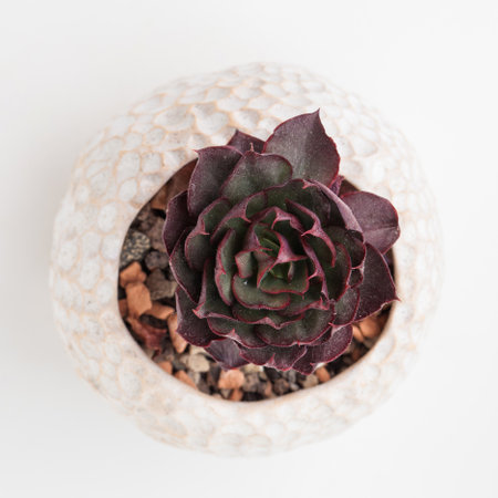Echeveria Hanaikada Succulent houseplant rosette top viewの写真素材