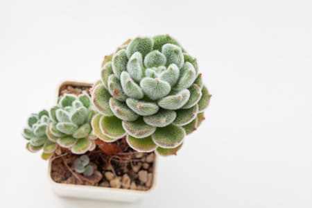 Natural fluffy Echeveria setosa var. setosa rosette succulent houseplant on white top viewの写真素材