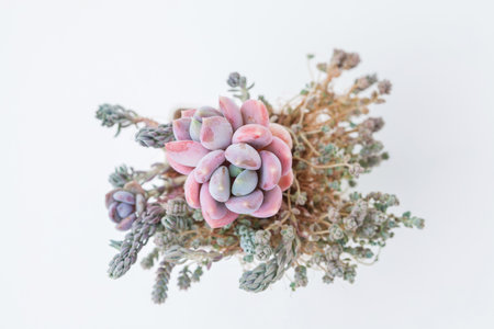 Bright pink Pachiveria Draco and sedum dasyphyllum minor and sedum rupestre succulent houseplant flower top view on white backgroundの写真素材