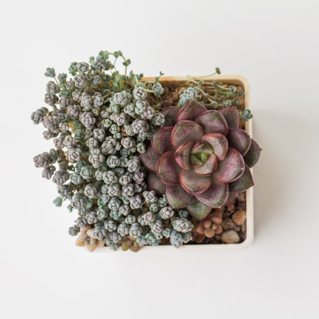 Graptoveria Amethorum houseplant on white background, top viewの写真素材