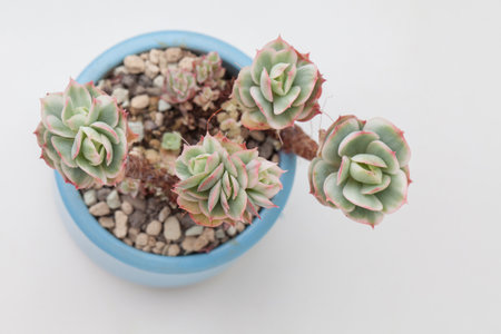 Natural green and white succulent Echeveria Mocha Variegated flower top viewの写真素材