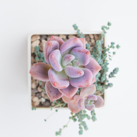 Pink Graptoveria Opalina flower top viewの写真素材