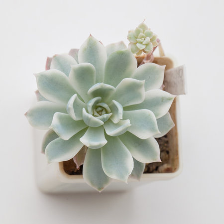 Houseplant Succulent Echeveria Royal Chrysanthemum Variegated flower rosette on white backgroundの写真素材