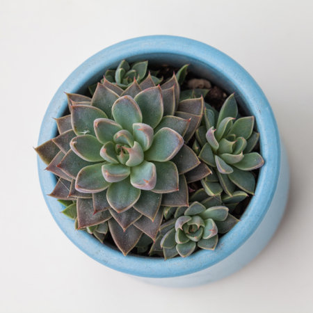 Top view of Echeveria succulent flower in blue ceramic pot on white backgroundの写真素材