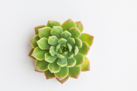 Bright green Echeveria succulent flower on white backgroundの写真素材