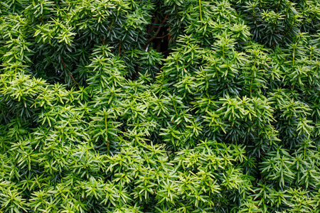 Green leaves texture top view floral background. Dark green leaf toneの写真素材