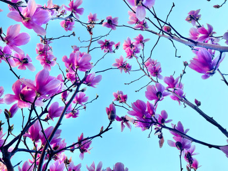 Blossom background with pink magnolia flowerの写真素材