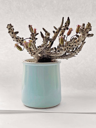 Tylecodon buchholzianus succulent in blue ceramic pot isolated on white backgroundの写真素材