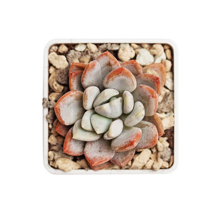 Orange Echeveria Monroe isolated on white background, top viewの写真素材