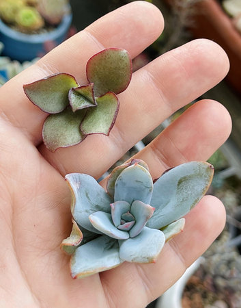 Blue Echeveria Cante and Crassula in human handの写真素材