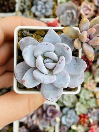Rare Echeveria Powder Puff succulent plant close up. Flower rosette in pot, top viewの写真素材
