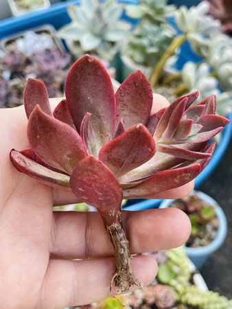Beautiful red Echeveria Hanaikada in human handの写真素材