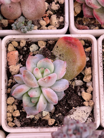 Powder leaves of Echeveria Monroe Orange succulent flower in pot, top viewの写真素材