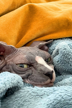 Portrait of sphynx cat. Hairless naked breed cat closeup portraitの写真素材