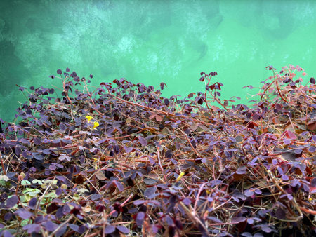Oxalis corniculata wood sorrel edible plant growing on green background. Growth, Vegetable, Organic Food and Gardering conceptの写真素材