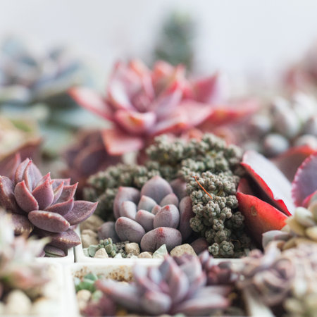 Floral botanical background with succulent flower rosetteの写真素材
