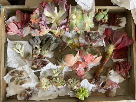 Succulent flowers, order flower in Asian parcelの写真素材
