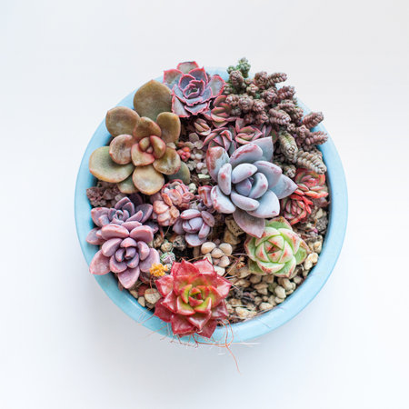 Round flowerpot with bright natural succulent flower rosette on white background, top viewの写真素材