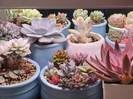 Succulent Echeveria plant flowers in ceramic pot at home, hobbyの写真素材