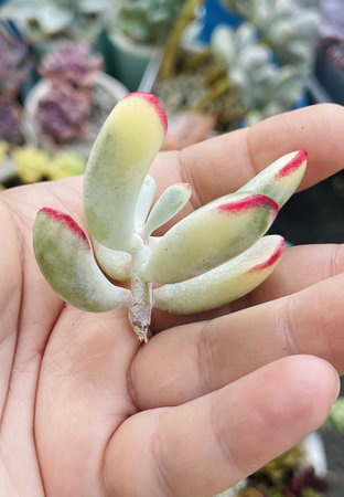 Stalk of cotyledon orbiculata variegated succulent plant in female handの写真素材