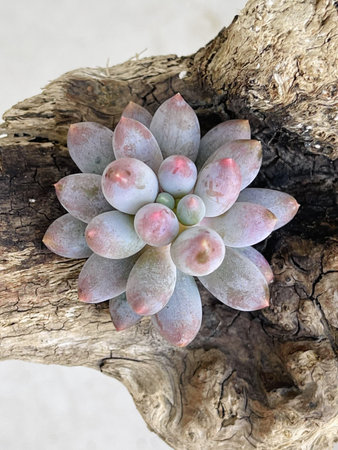 Thick leaves of Pachyphytum Baby finger plant on wooden background, top viewの写真素材