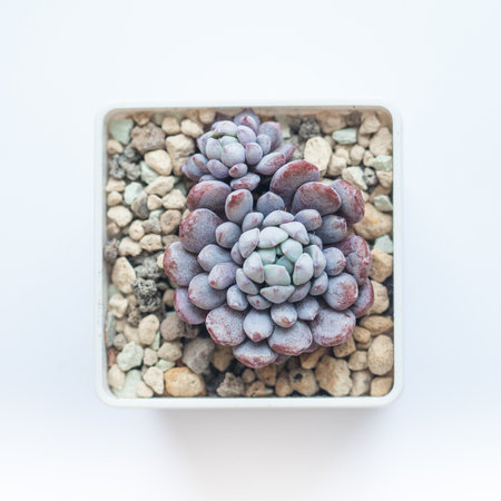 Purple color Echeveria Amoena plant, botanic tropical exotic blooming foliage arrangement horticulture on white backgroundの写真素材