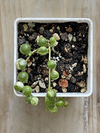 Small senecio rowleyanus variegata in pot on wooden backgroundの写真素材