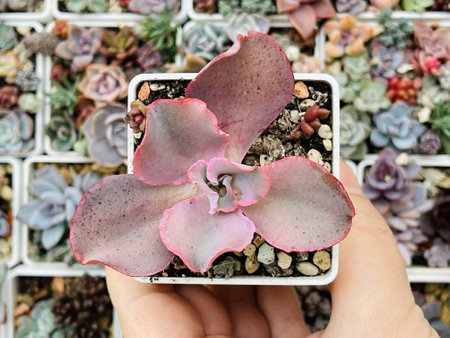 Beautiful pink Echeveria Bittersweet with wavy leaves top viewの写真素材