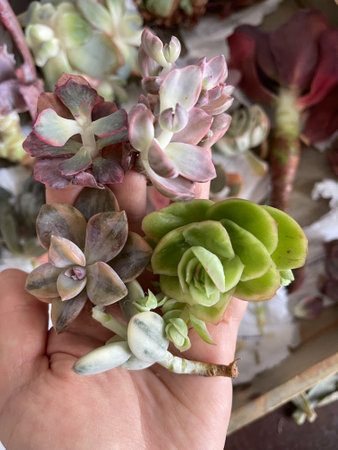 Succulents Pest and Diseases. Echeveria flowersの写真素材