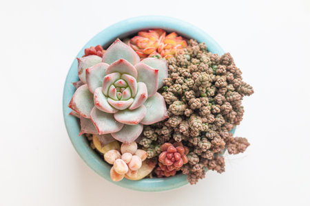 Top view of pot with houseplant. Beautiful natural succulent flower rosette on white background, top viewの写真素材