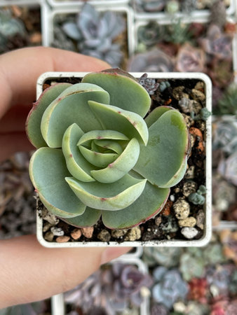 Big Echeveria Peach Pride top view. Beautiful natural Succulent Plant Flowerの写真素材