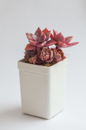 White pot with Graptoveria Douglas Huth sp and Echeveria Kissesの写真素材