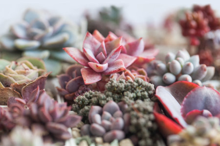 Colorful bright red, green and pink succulent echeveria dry spring rose flower rosette, floral backgroundの写真素材
