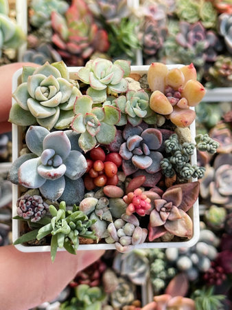 Gardering and succulent propagation. Mini Succulent garden with baby succulent flower rosette orange, red, green, pink and blue color on floral backgroundの写真素材