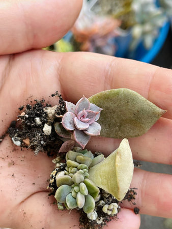 Beautiful succulent rosette with root on leaves. Succulent propagation from leavesの写真素材