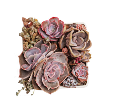 Succulent garden propagation. Echeveria flower rosette top view on white backgroundの写真素材