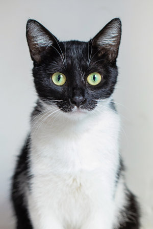 Black and white young cat looking at camera, portraitの写真素材