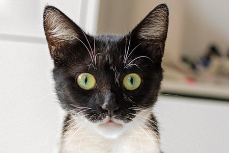 Corious young cat with green eyes looking at camera, portrait