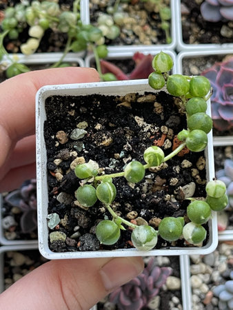 Succulent propagation. Senecio rowleyanus variegataの写真素材
