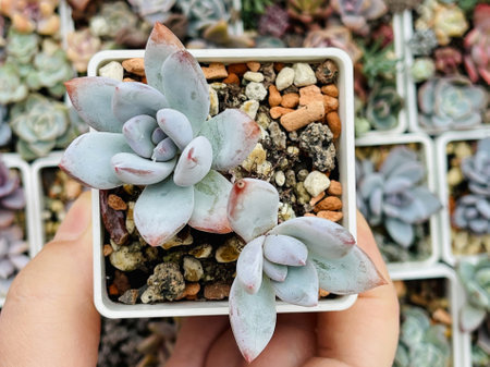 Graptoveria Powder Puff with pastel silver blue foliageの写真素材