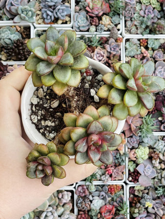 Ceramic pot with Graptoveria Amethorum Succulent Plant Flower Rosette cluster, top viewの写真素材
