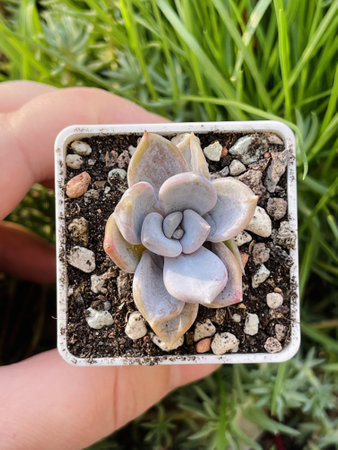 Natural succulent plant on green backgroundの写真素材