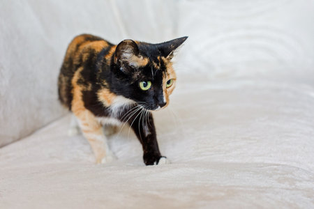 Playful young cat pet sitting on comfortable sofa indoorの写真素材